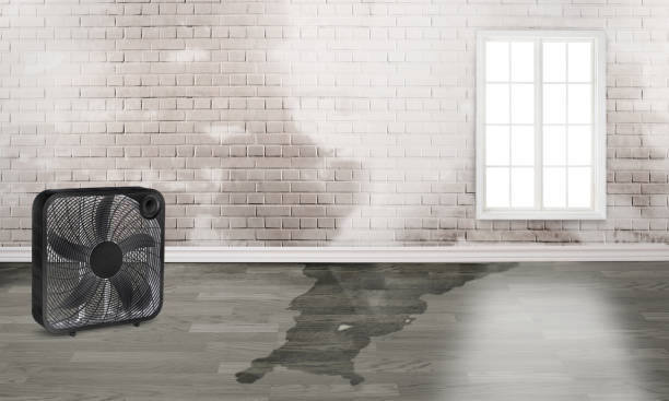 Best Flood restoration services  in Kirtland Af, NM