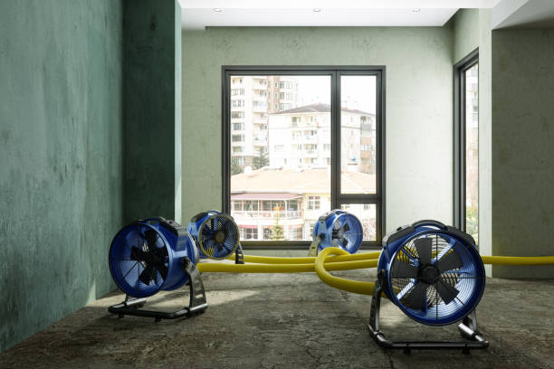 Best Professional water damage repair  in Kirtland Af, NM